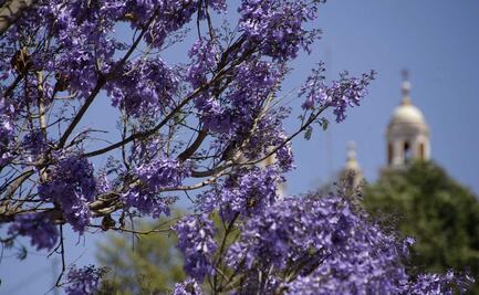FLORECEN LAS JACARANDAS