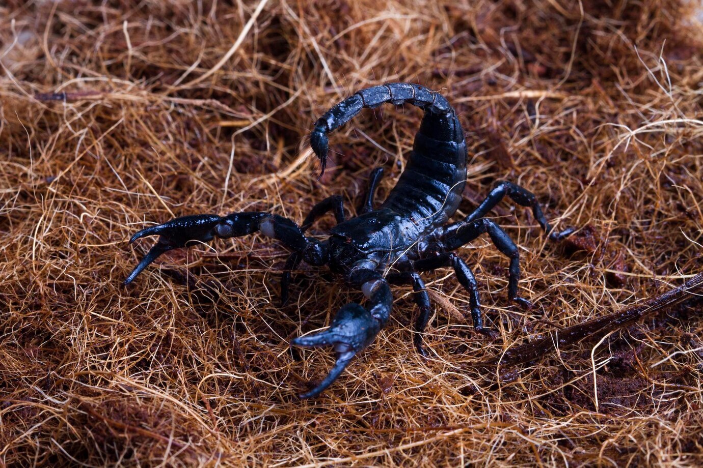 Conoce qué significa encontrar un alacrán en casa. Fuente: Freepik.