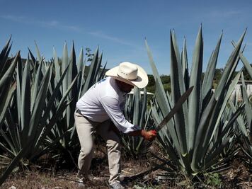 Crece la industria del mezcal hecho en Puebla