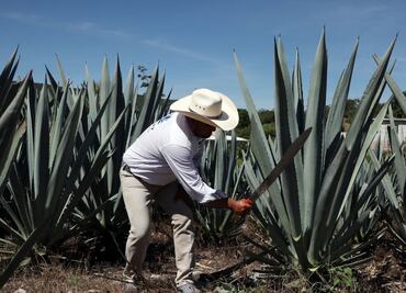 Crece la industria del mezcal hecho en Puebla