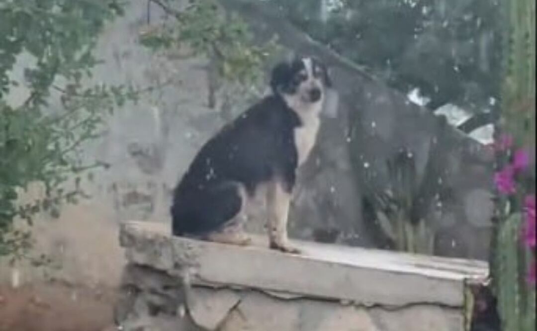 Una perrita fue abandonada por sus dueños en un aeropuerto | Foto: Captura TikTok delaguilafavi