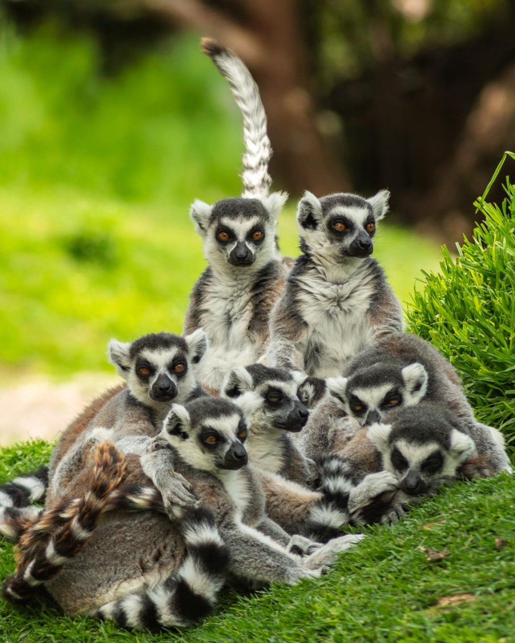 Foto: FB Africam Safari