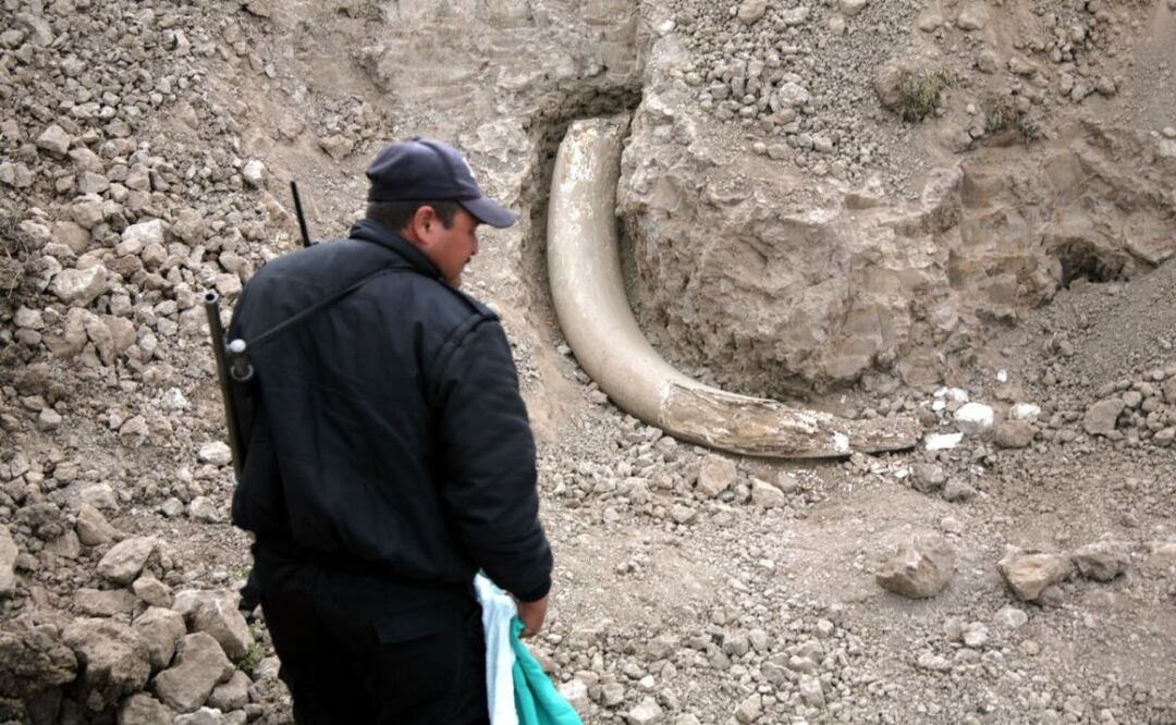 En varios sitios de Puebla se han descubierto restos de mamuts | Foto: Agencia Es Imagen para El Universal Puebla