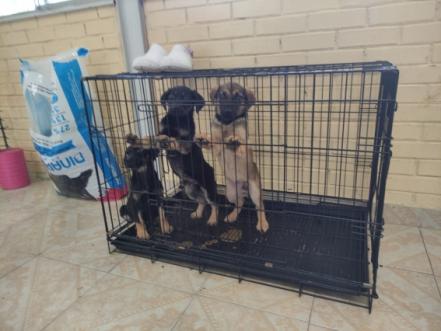 En Santa Lucía, Ejército habilita refugio para perritos callejeros 