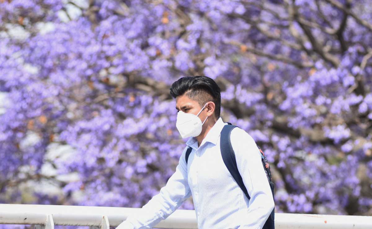 Las jacarandas son representativas de la primavera y en Puebla todos las aman