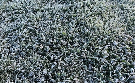 Frente Frío 27: heladas afectan el campo poblano