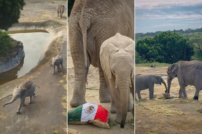 VIDEO | Elefantes de Africam Safari predicen al ganador del México vs Ecuador