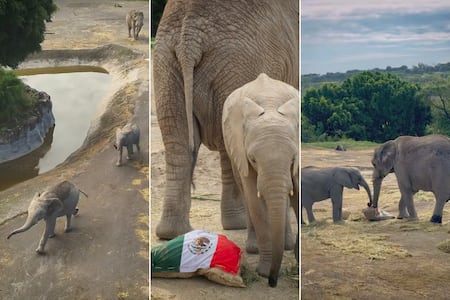 VIDEO | Elefantes de Africam Safari predicen al ganador del México vs Ecuador