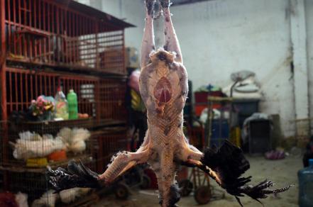 Puebla, segundo estado productor de pavo a nivel nacional