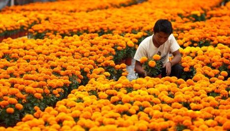 Flor de cempasúchil, dónde se cultiva en Puebla