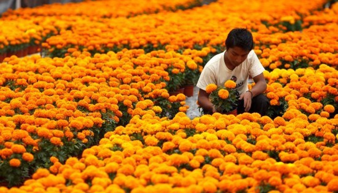 Municipios productores de flor de cempasúchil en Puebla / Foto: Archivo El Universal