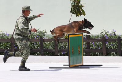 Sedena abre convocatoria para adoptar perros jubilados Ejército Mexicano