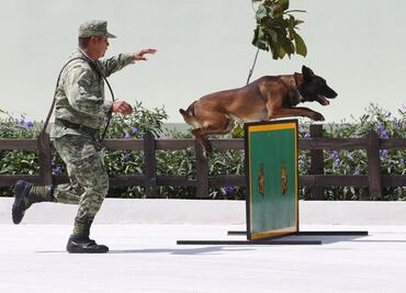 Sedena abre convocatoria para adoptar perros jubilados Ejército Mexicano