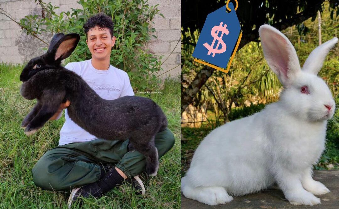 El criador detrás de estos asombrosos ejemplares es Kiro Yakin, un joven veterinario originario de Huauchinango | Foto: Instagram @yakinkiro