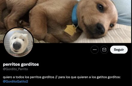 Marcelo Ebrard y las cuentas de Twitter más tiernas y raras que sigue