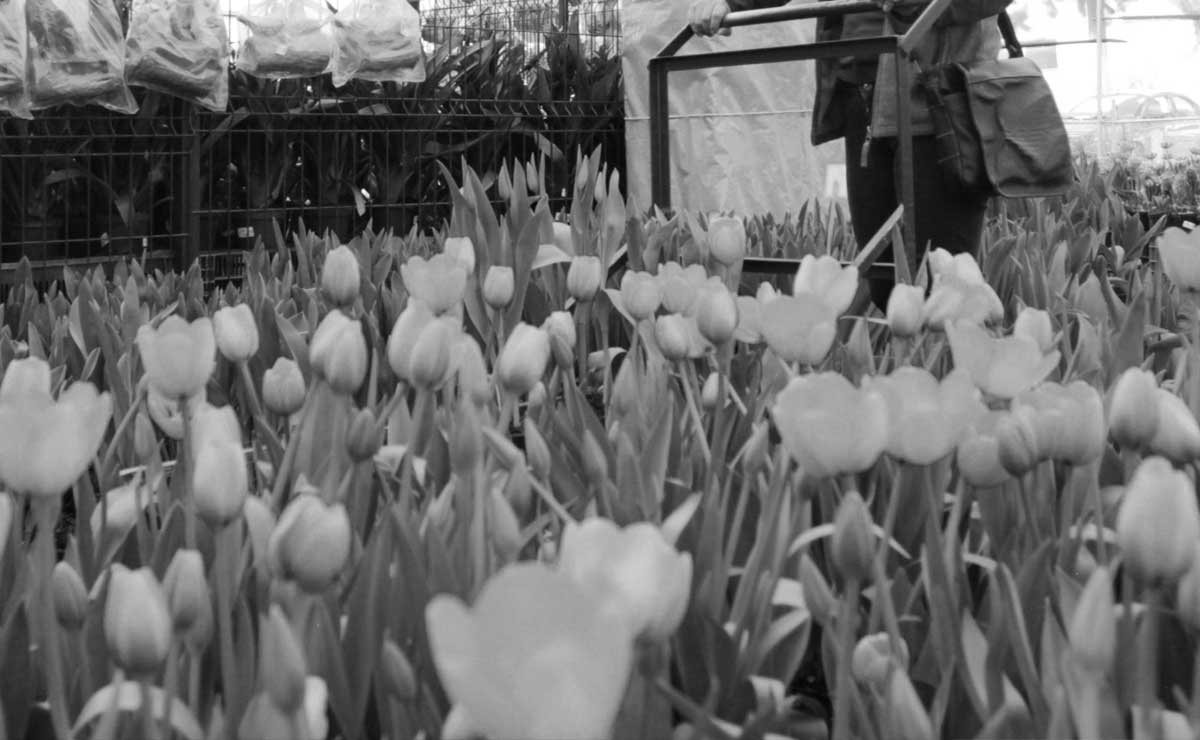 Atlixco de las flores... y la delincuencia incontenible