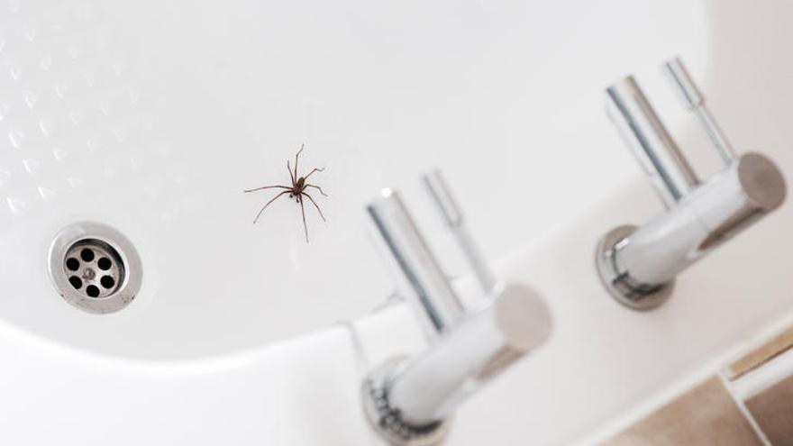 Las arañas, los mosquitos y los alacranes son insectos que tienden a reaparecer durante la temporada de calor porque las altas temperaturas perturban los lugares húmedos en los que viven. 

Foto: Producción El Universal