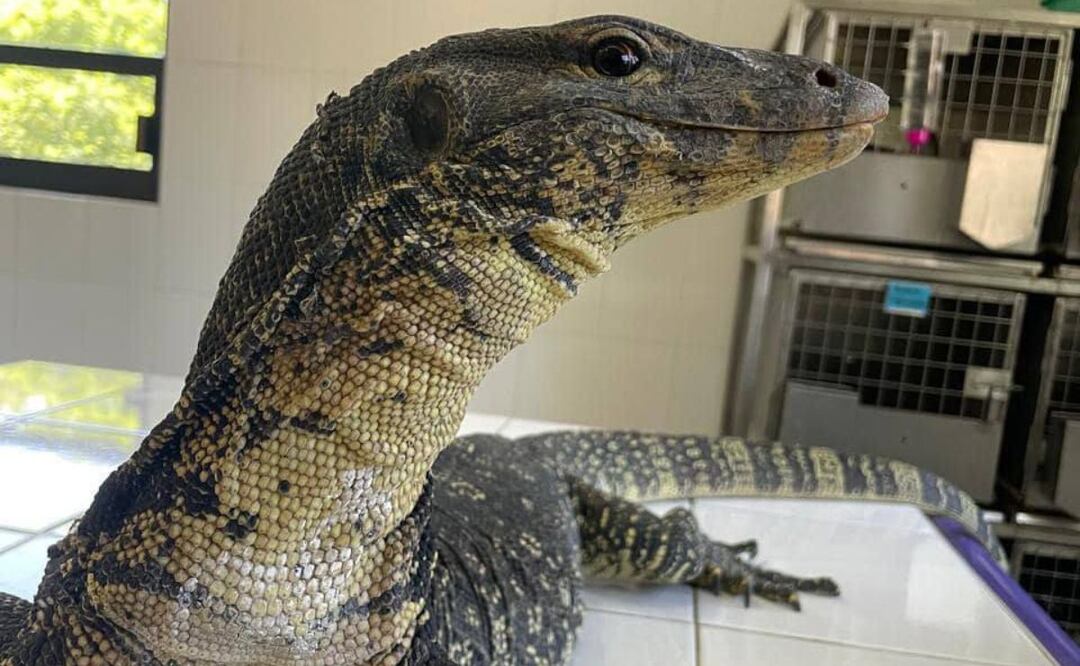 El dragón de Komodoro es el según reptil más grande del mundo | Foto: Facebook Instituto de Fauna Silvestre de Tlaxcala