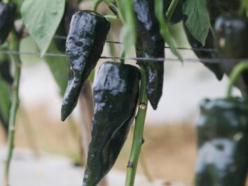 Confirma SDR que productos para Chiles en Nogada alcanzan madurez después del 15 de julio