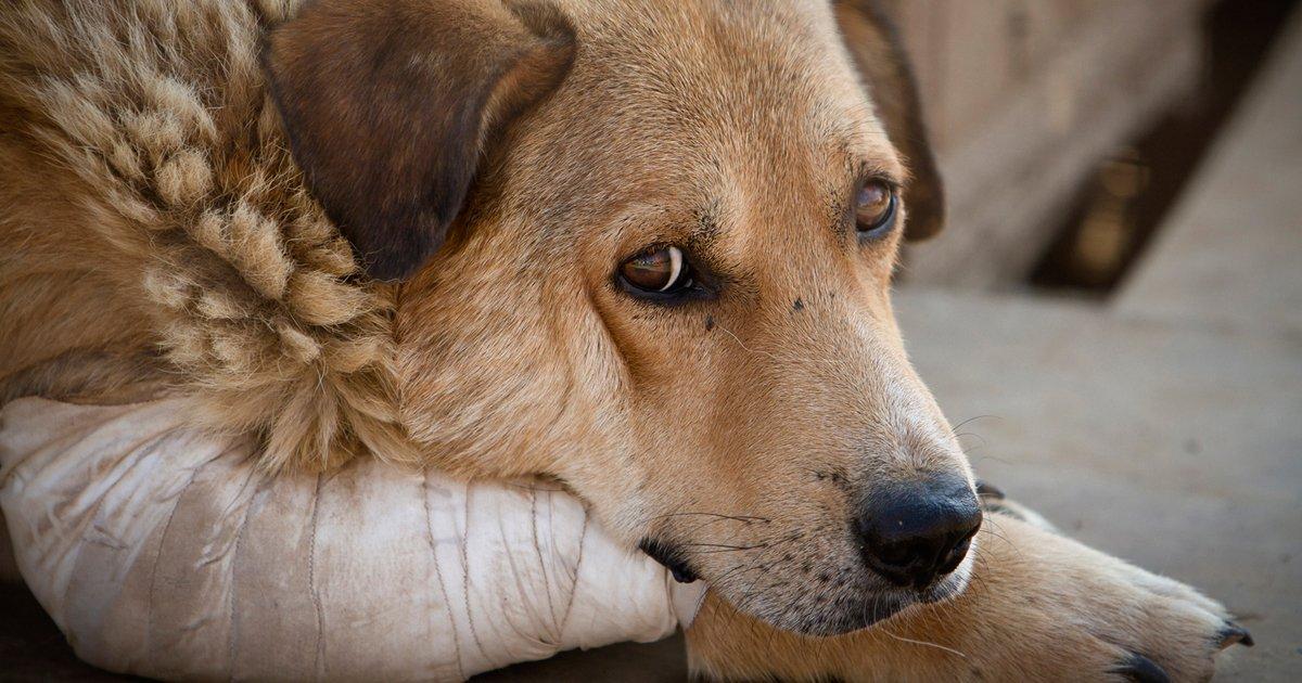 La esterilización no solo ayuda a prevenir la reproducción descontrolada, que puede llevar al abandono y al sufrimiento de los animales, sino que también tiene beneficios para la salud de los mismos.

Foto: Producción El Universal Puebla