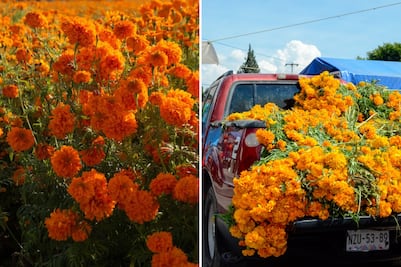 ¿Cuánto costará la flor de cempasúchil en 2025 y dónde comprarla más barata?