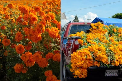 ¿Cuánto costará la flor de cempasúchil en 2025 y dónde comprarla más barata?