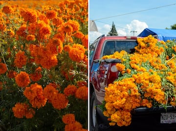 ¿Cuánto costará la flor de cempasúchil en 2025 y dónde comprarla más barata?