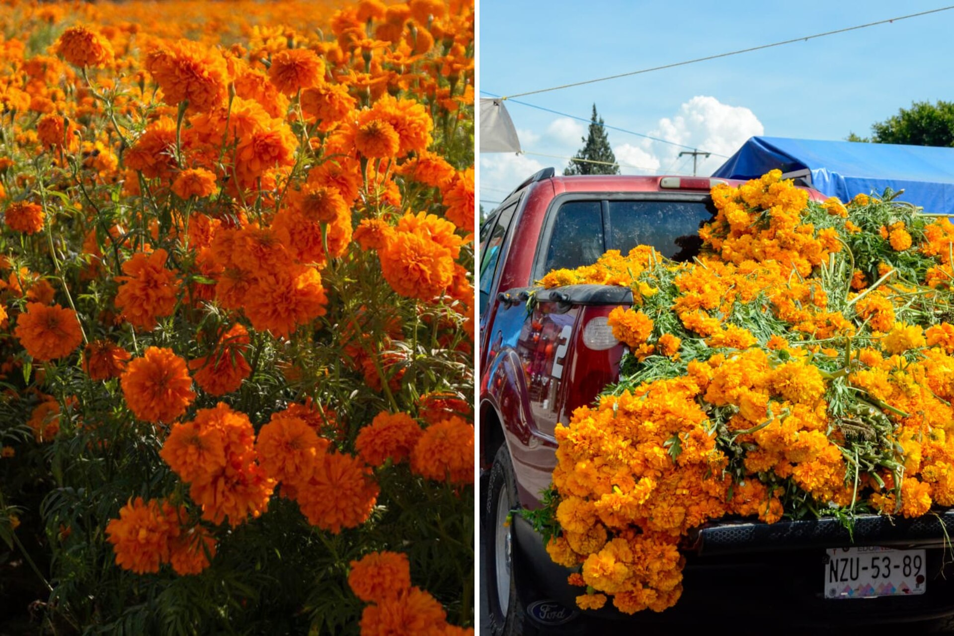 ¿Cuánto costará la flor de cempasúchil en 2025 y dónde comprarla más barata?