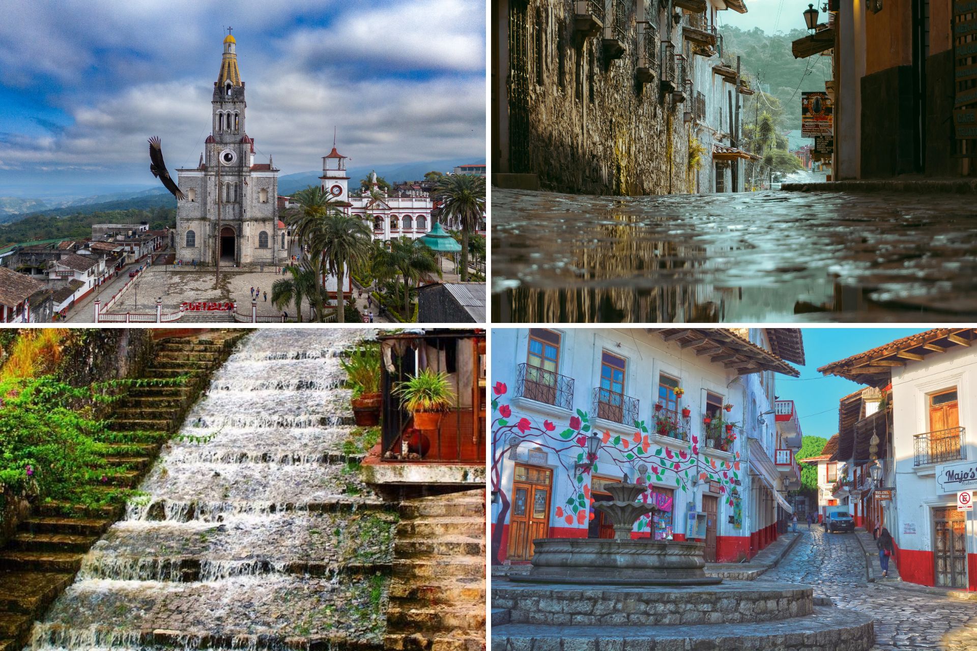Foto: Gobierno de México / @depatadeperro / Pexels