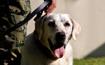 Frida, la perrita rescatista, presenta problemas de salud pero se encuentra estable