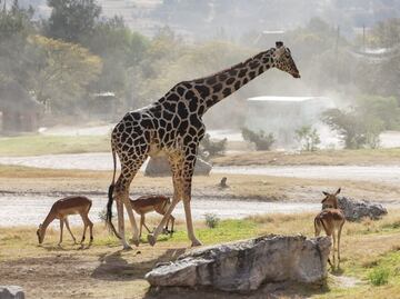 Africam Safari te comparte tips para identificar a Benito de otras jirafas