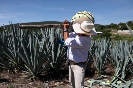 Crece la industria del mezcal hecho en Puebla