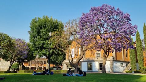 UDLAP se pinta de violeta. Cómo llegaron las jacarandas a México