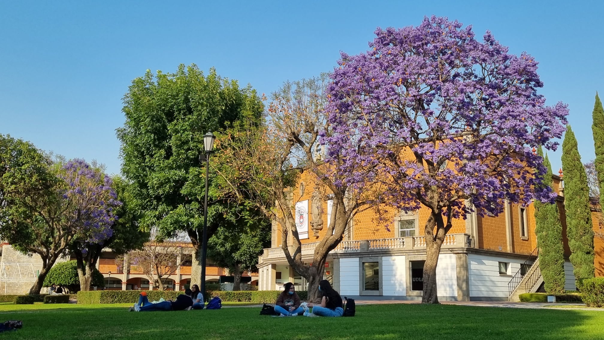 Este árbol de origen japonés adorna los recientemente reabiertos jardines de la universidad. Foto: UDLAP