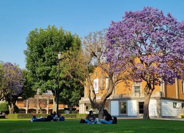 UDLAP se pinta de violeta. Cómo llegaron las jacarandas a México