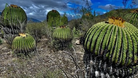 ¿Qué son las biznagas y por qué se las roban de la Reserva de la Biosfera de Tehuacán?