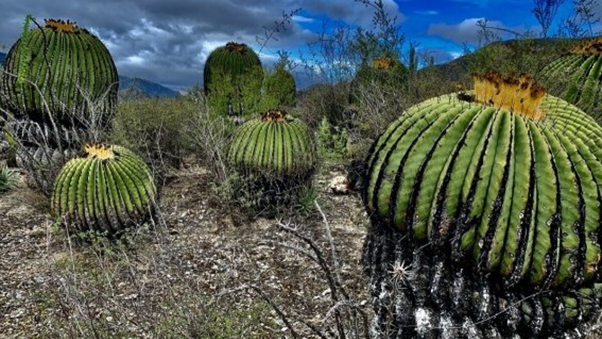 ¿Qué son las biznagas y por qué se las roban de la Reserva de la Biosfera de Tehuacán?