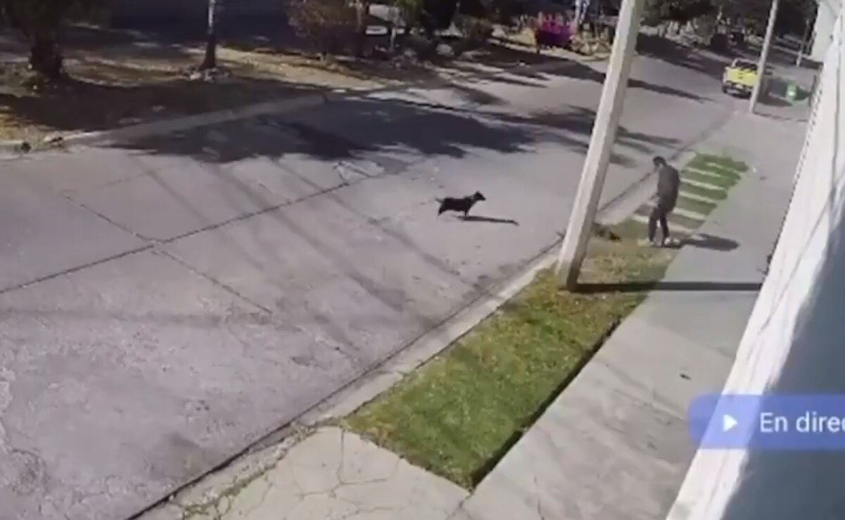 Video. Sujeto patea a perrito Chihuahua en San Luis Potosí; Fiscalía ya investiga caso
