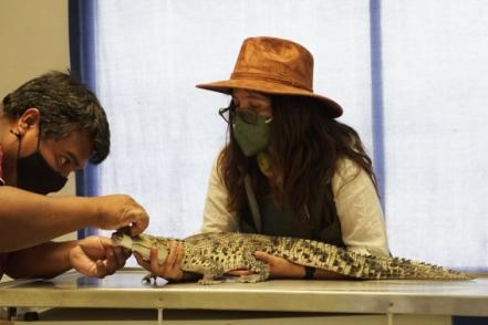 Me pareció ver a un lindo... ¿cocodrilo? Hallan reptil en patio de vivienda en Ecatepec 