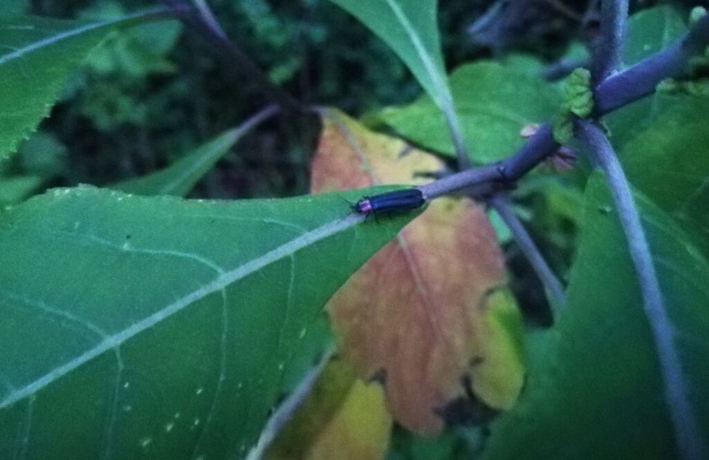 No existe un depredador natural que amenace a las luciérnagas, sólo el hombre. Foto: Cuartoscuro