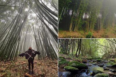 Te vas a enamorar de este bosque de bambú cubierto de neblina en Puebla