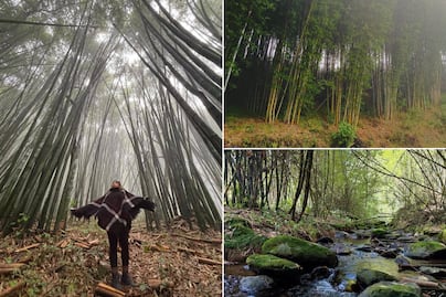 Te vas a enamorar de este bosque de bambú cubierto de neblina en Puebla