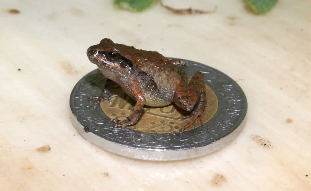 Rana de la especie craugastor cueyatl en una moneda de 5 pesos. Foto: Jeffrey W. Streicher