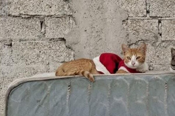 El gatito Kasi murió tras ser víctima de abuso sexual I Foto: TAC, Una Protección al Entorno