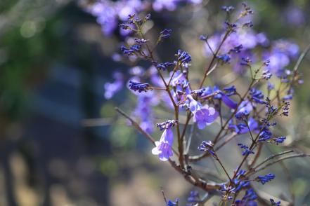 Las calles de Puebla con las jacarandas más bonitas