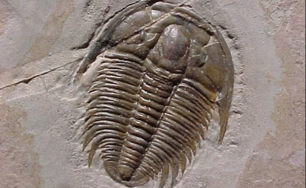 Fósiles de trilobites en Marruecos | Foto: Archivo El Universal Puebla