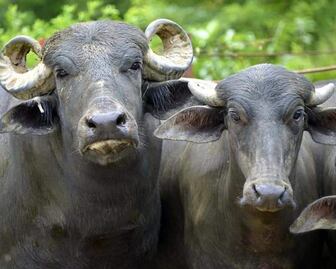 Rechazan autoridades casos de rabia bovina en Puebla