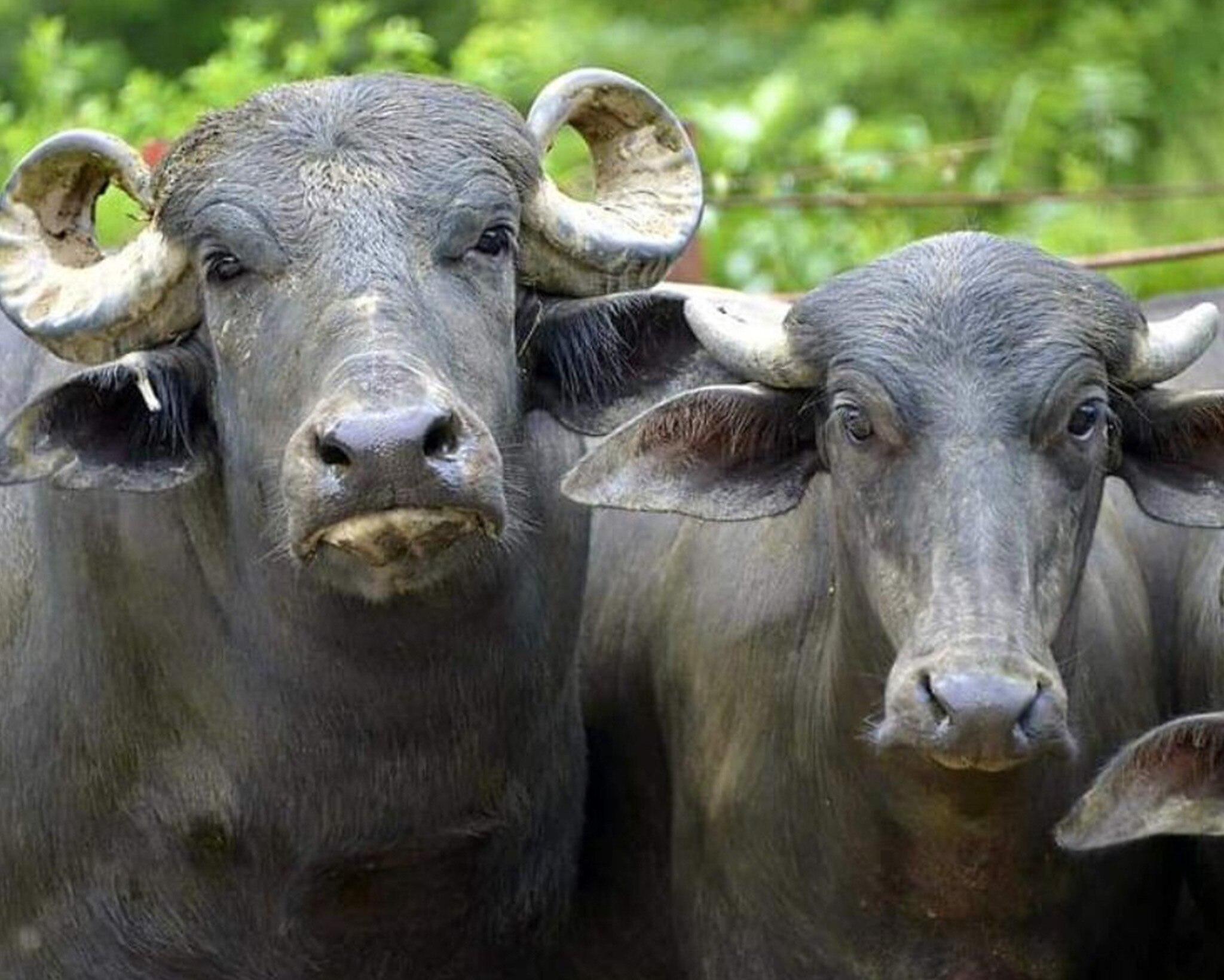 La rabia bovina es una enfermedad causada por un virus que ataca al sistema nervioso central de los mamíferos | Foto: Archivo El Universal