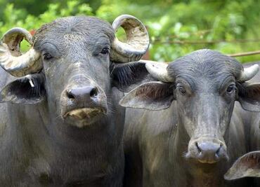 Rechazan autoridades casos de rabia bovina en Puebla