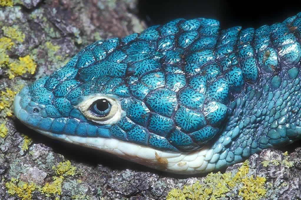Dragoncito Azul, el bello lagarto del Pico de Orizaba amenazado por el contrabando